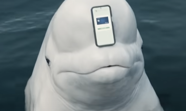 Animal, Sea Life, Beluga Whale